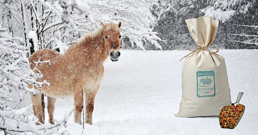 Das Kräuterabo für Pferde im Winter