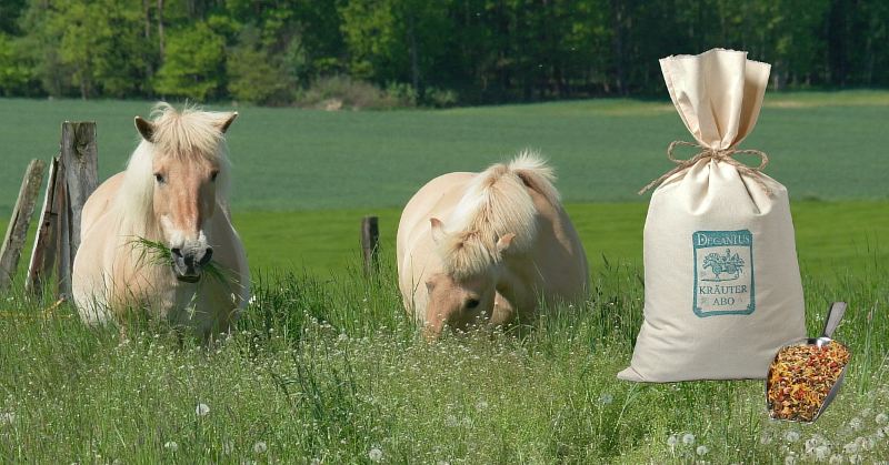Das Kräuterabo für Pferde im Sommer