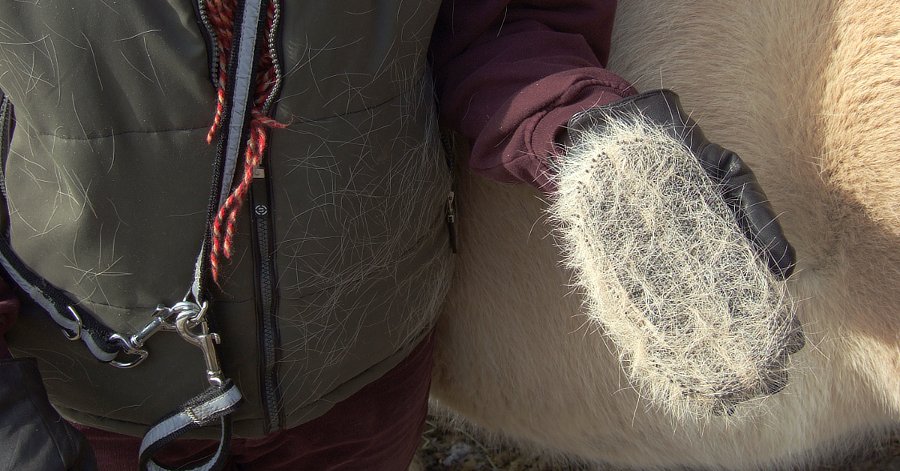 Den Fellwechsel der Pferde mit Kräutern unterstützen.